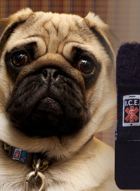 ICE Smart Watch and Collar strap for Pets and Triathletes - Image 2